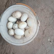 农村的闪养鹅蛋纯粮食喂养的鹅下的蛋
