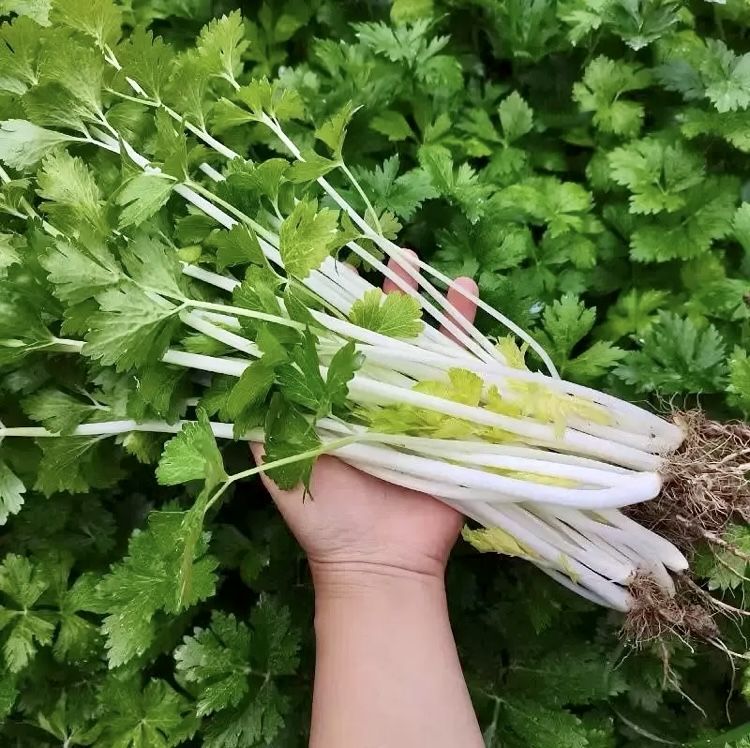 白芹菜与绿芹菜外观对比图