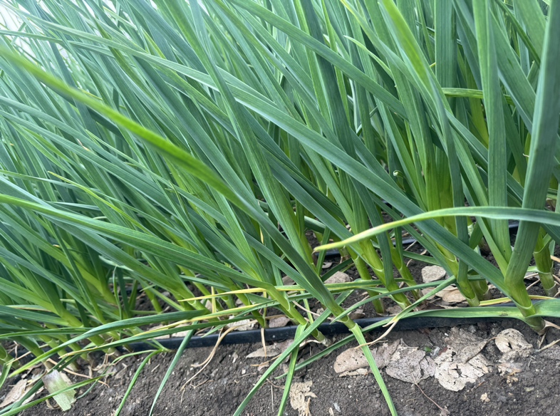 红菜苔在田间健康生长的实景图,叶片紫红色,长势旺盛 红菜苔田间生长情况