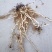 款冬花种根种苗，现挖鲜根，优质抗病良种，诚信商家，回收产
