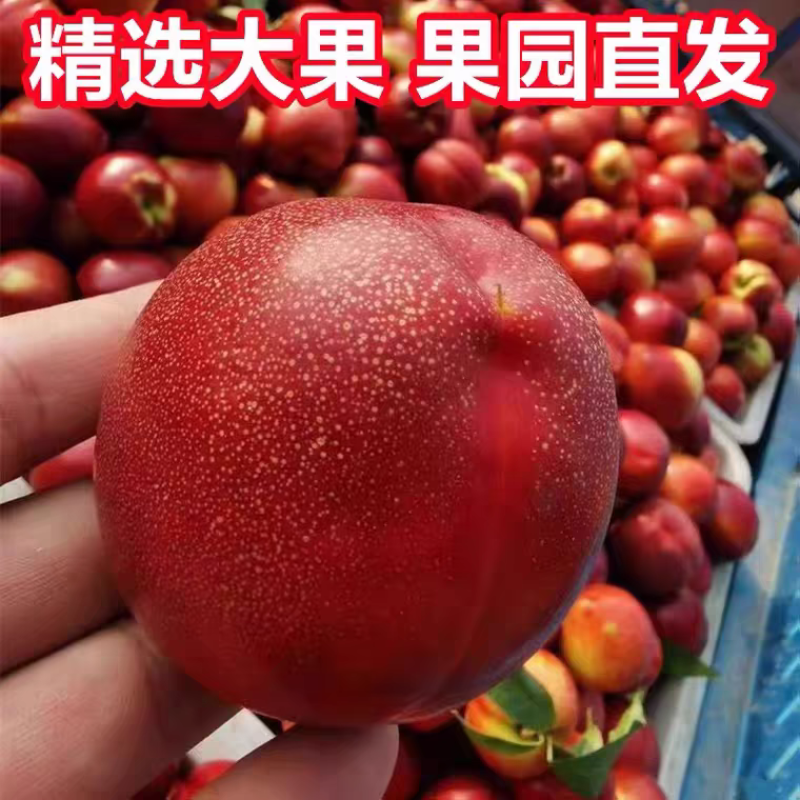 【推荐】山东平邑精品油桃大量出货中酥脆爽口，黄肉多汁