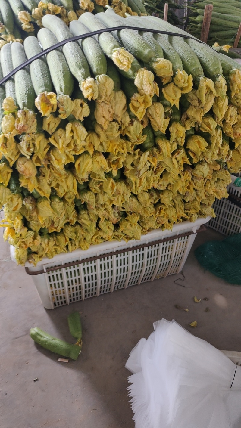 精品丝瓜