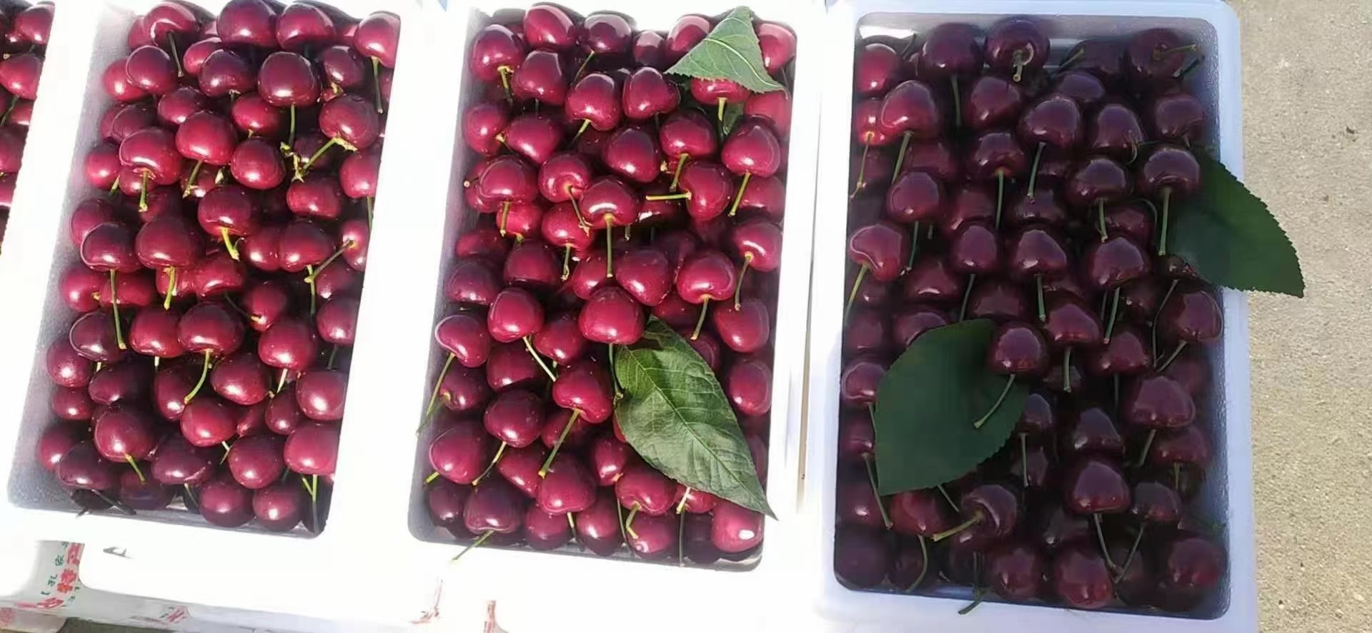 美早樱桃包装与销售渠道示意图