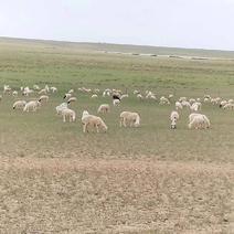 苏尼特右旗游骑肉业。主营草原散养牛羊。非进口牛羊