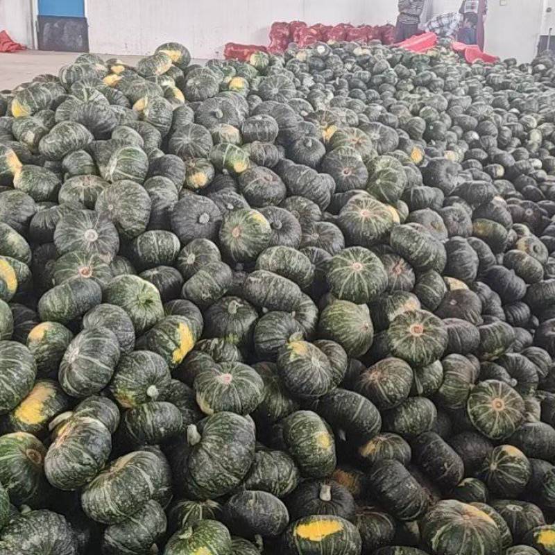 板栗南瓜贝贝南瓜大量上市中，价格合理，支持视频看货
