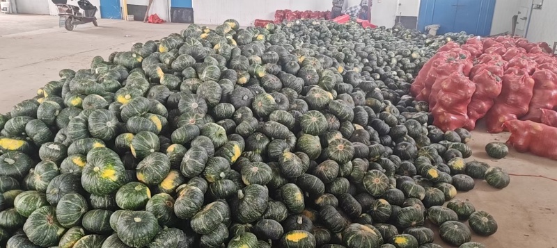 板栗南瓜贝贝南瓜大量上市中，价格合理，支持视频看货