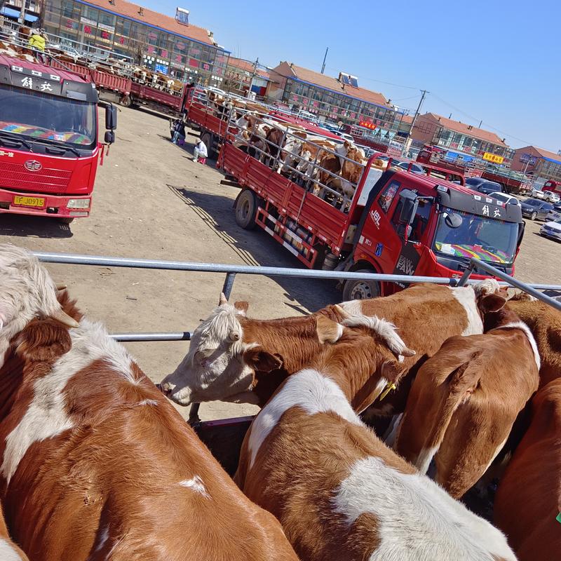 王家牧业是张北地区主打销售300斤到400牛犊子的一家牛场牛