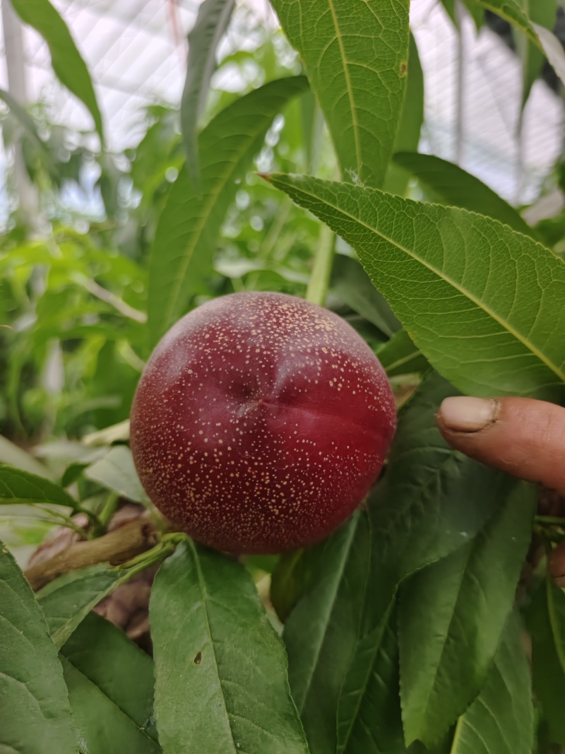 辽宁大棚油桃大量上市