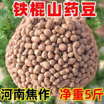 铁棍山药豆特大果山药蛋正宗河南焦作新鲜怀山淮山药豆