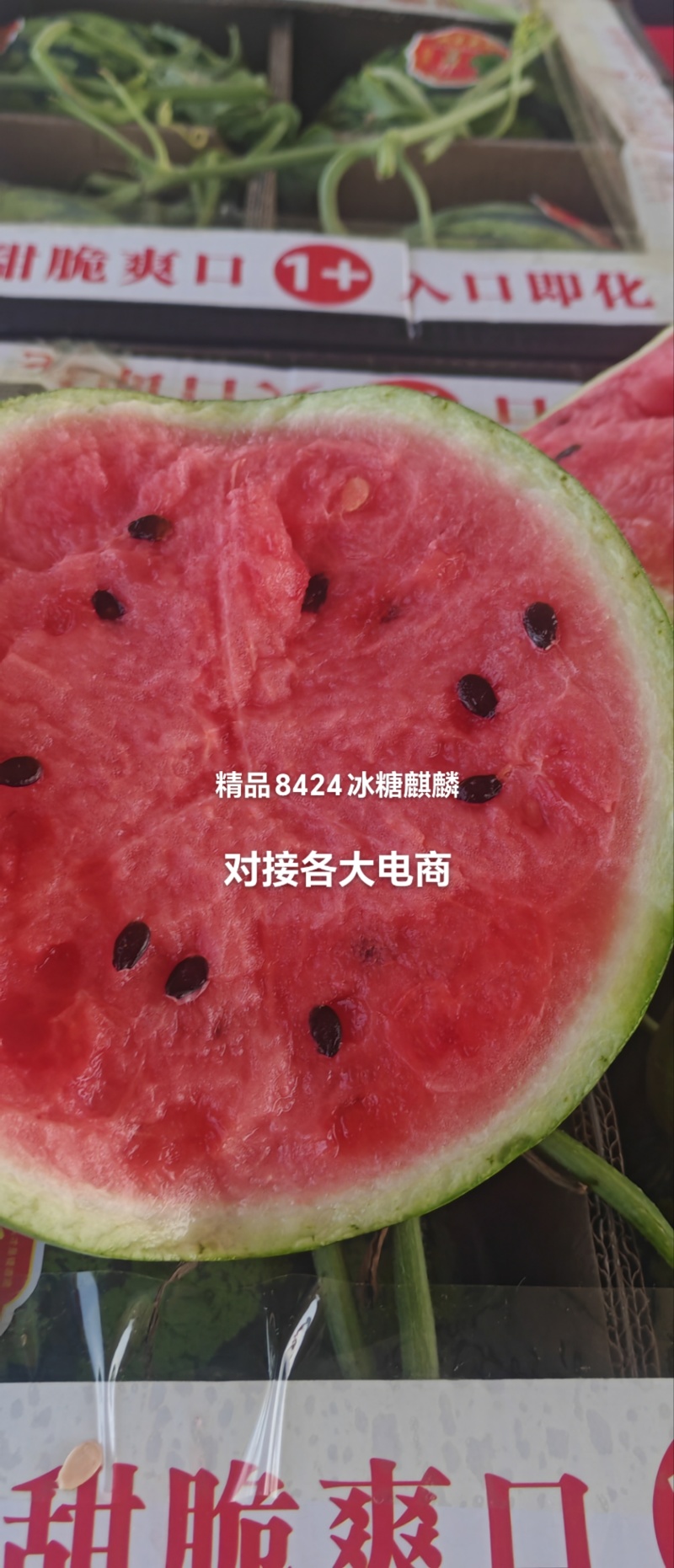山东菏泽精品二茬8424大量上市产地直发