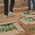 山东菏泽精品二茬8424大量上市产地直发