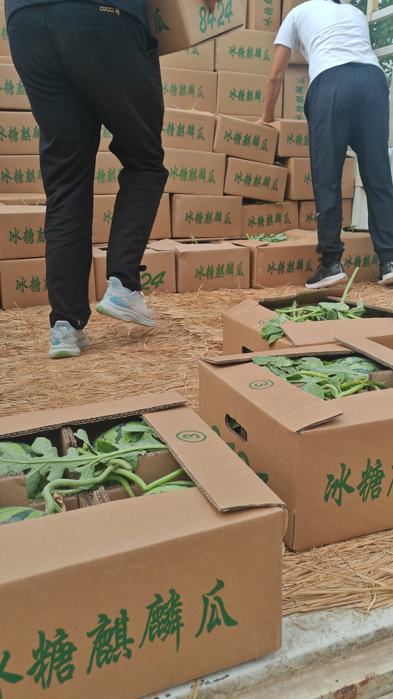 山东菏泽精品二茬8424大量上市产地直发