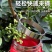 多功能摘花椒器防止扎手专用采摘机手持式新款剪花椒枸杞工