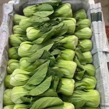 小油菜，上海青按需求提供包装大小均匀无黄叶虫眼
