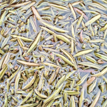 莼菜批发