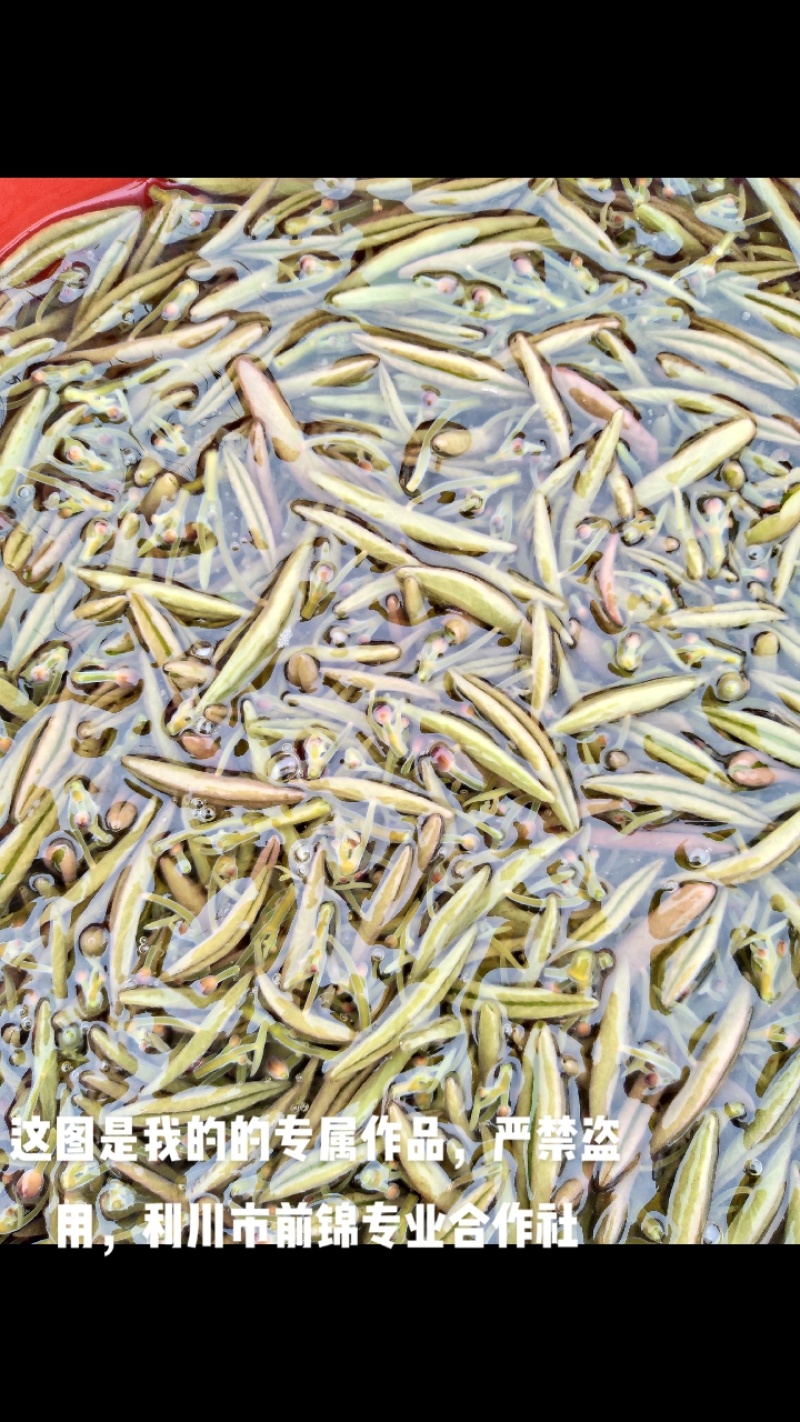 莼菜批发