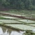 莼菜批发