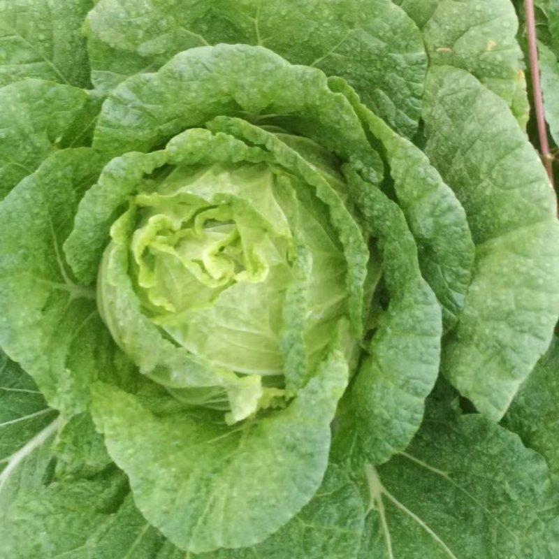 湖北白菜大量上市中产地直发量大从优欢迎来电采购