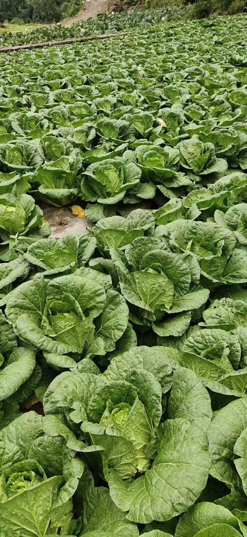 湖北白菜大量上市中产地直发量大从优欢迎来电采购