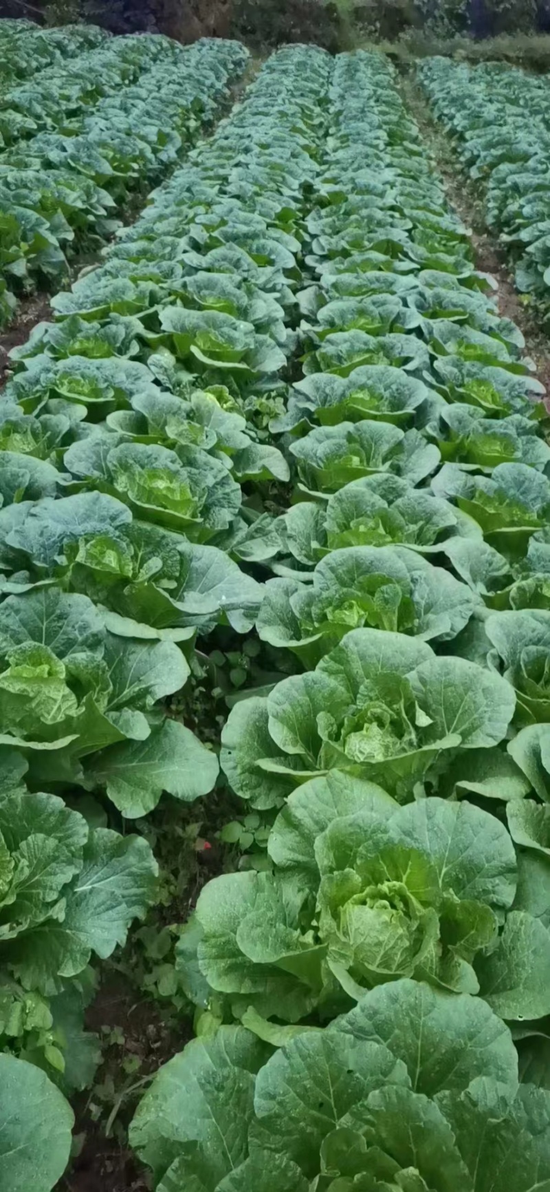 湖北白菜大量上市中产地直发量大从优欢迎来电采购