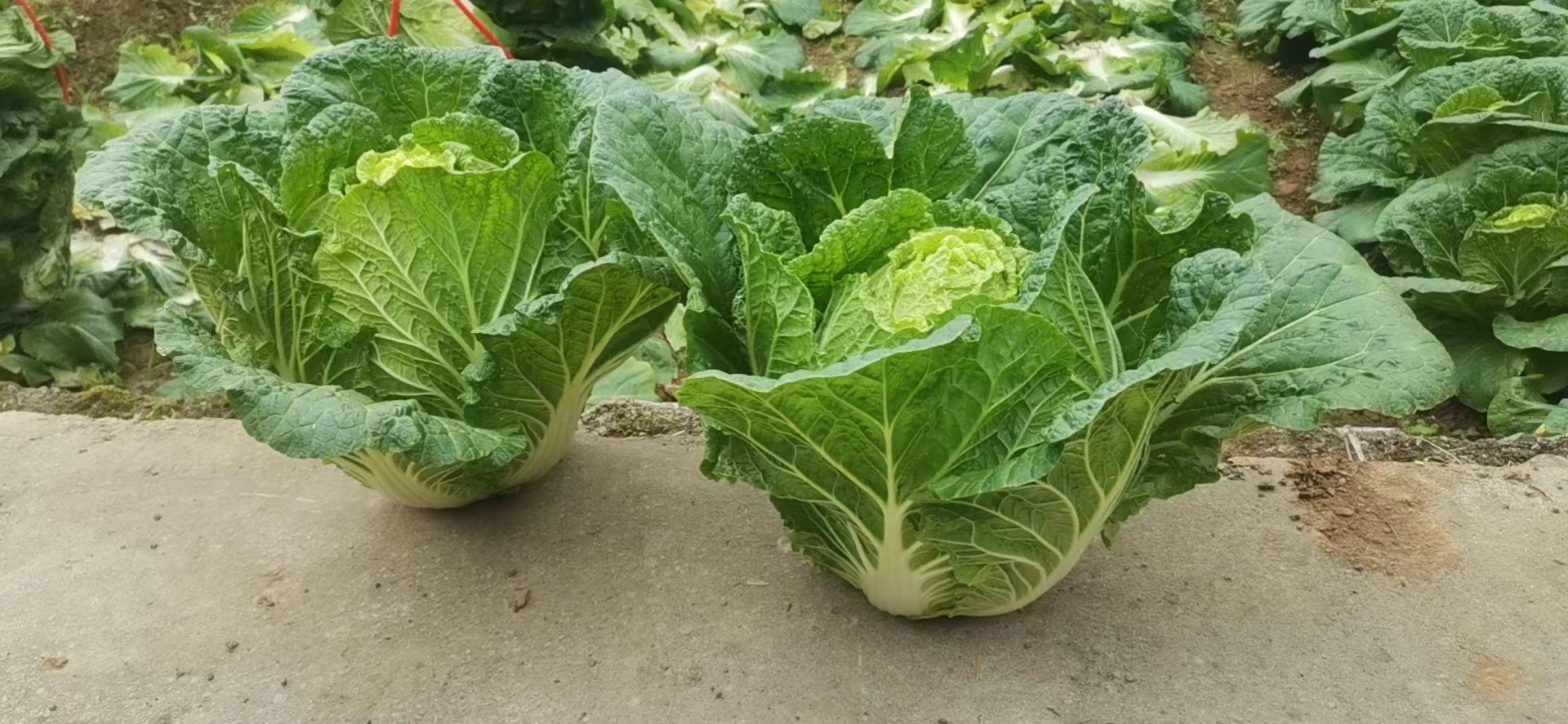 健康白菜与黑心白菜对比图