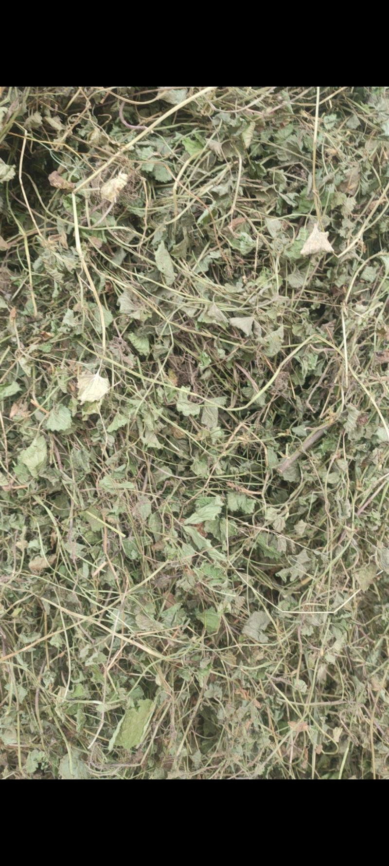 连钱草，活血丹，连钱薄荷，肺风草大别山产地中药材