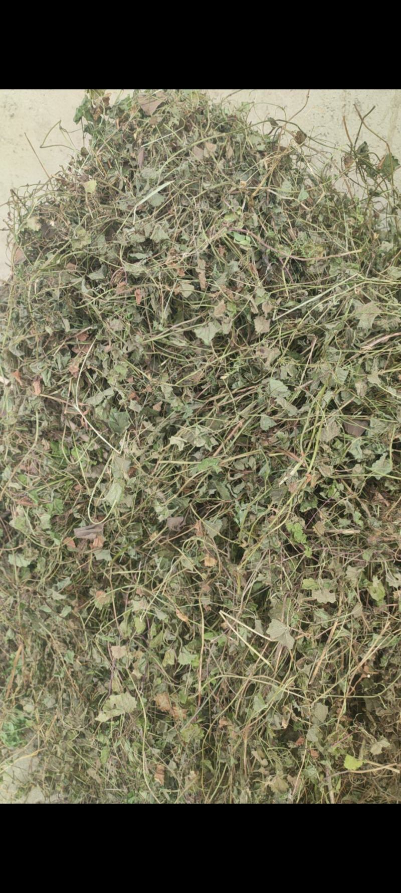 连钱草，活血丹，连钱薄荷，肺风草大别山产地中药材