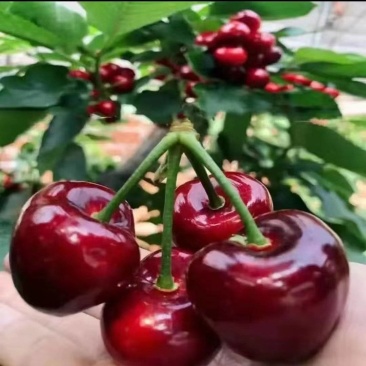 樱桃红灯美早先锋~一件代发~抖音快手~拼多多对接各大电商