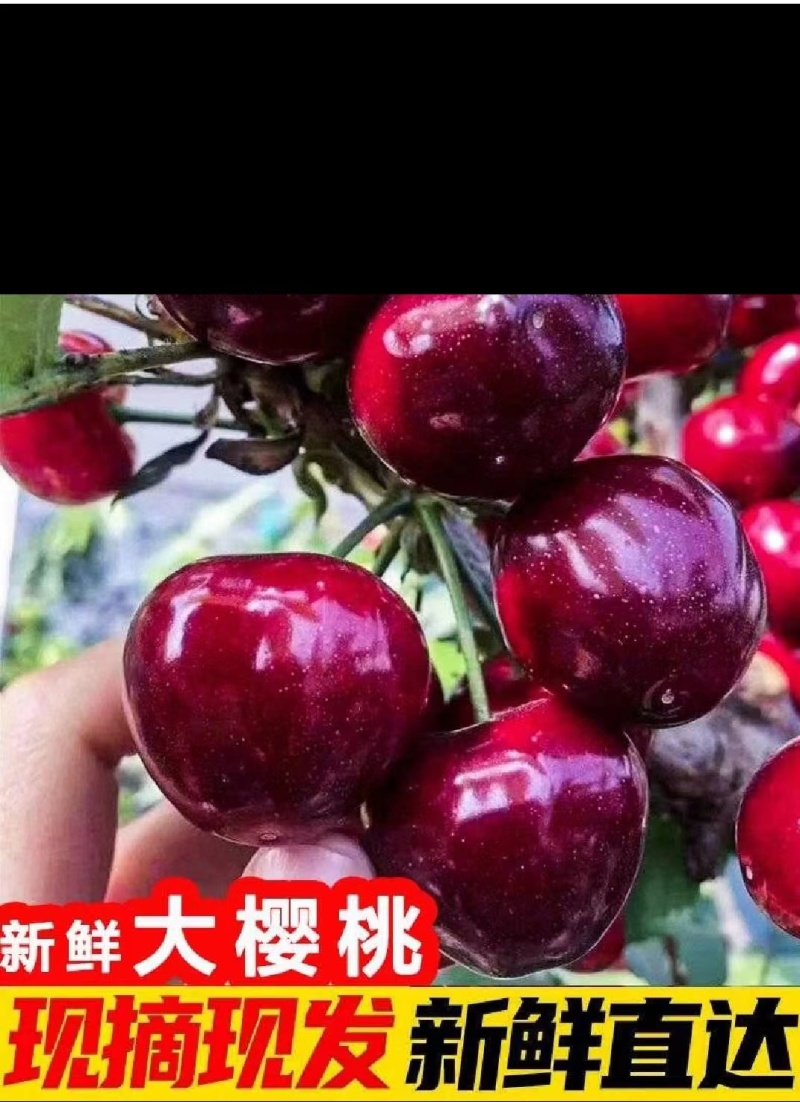 樱桃红灯美早先锋～一件代发～抖音快手～拼多多对接各大电商