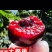 樱桃红灯美早先锋~一件代发~抖音快手~拼多多对接各大电商