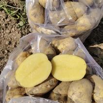 湖北土豆黄心土豆，个头大薯形好可视频看货，产地大量供应