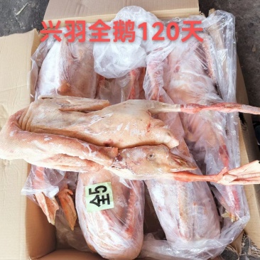 【牛商商家】东北精品鹅（120天）量大从优欢迎咨询