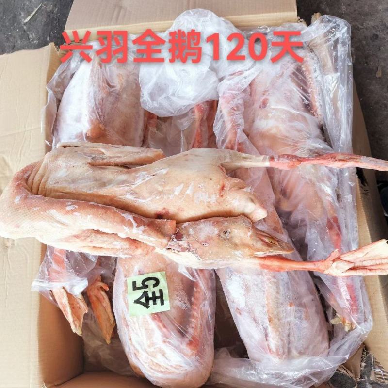 【牛商商家】东北精品鹅（120天）量大从优欢迎咨询