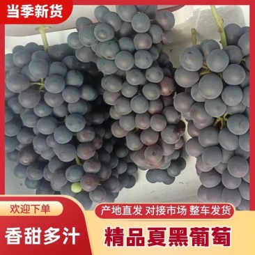 【现摘先发】浙江精品夏黑葡萄口感甘甜皮薄汁多