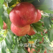 中油丹玉桃树苗油桃苗大量有货全国供应量大质优可保活
