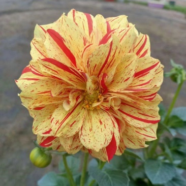 大丽花
