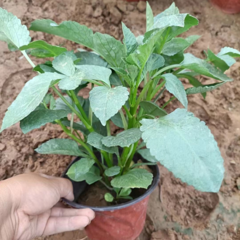 大丽花