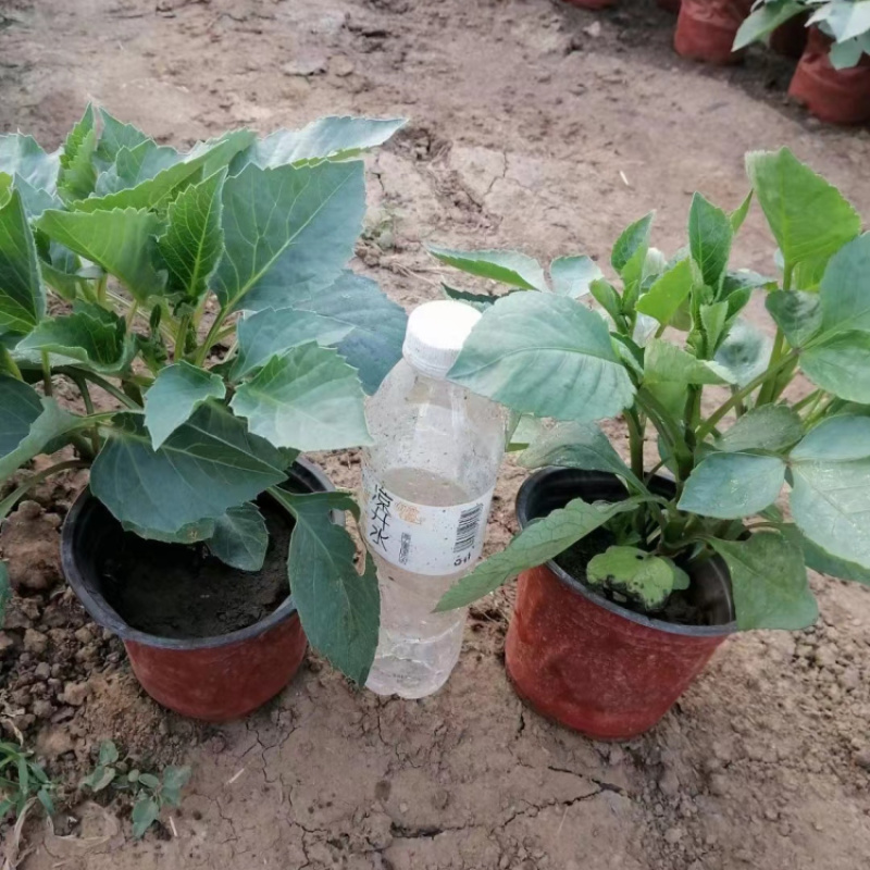 大丽花
