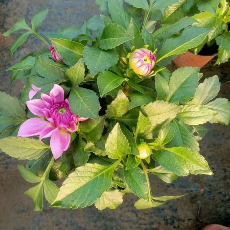 大丽花