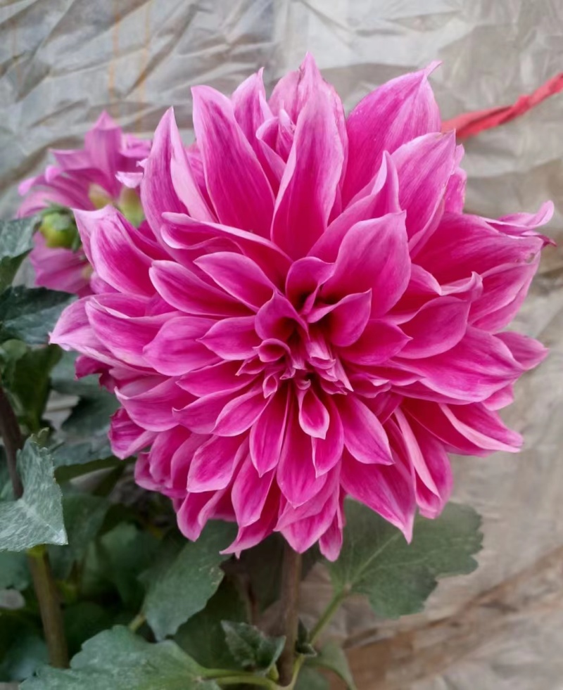 大丽花