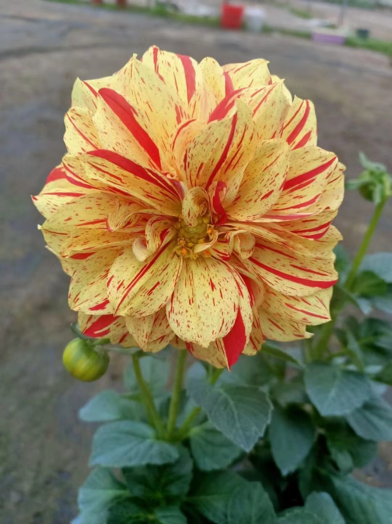 大丽花