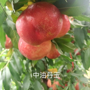 桃树苗，中油丹玉基地供应50起批价格优惠欢迎咨询采购