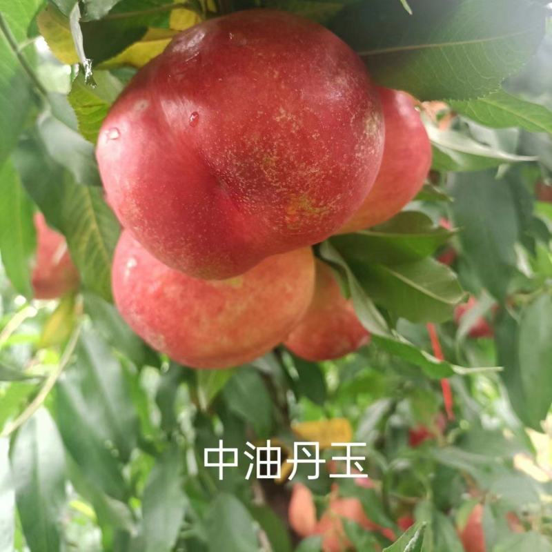 桃树苗，中油丹玉基地供应50起批价格优惠欢迎咨询采购