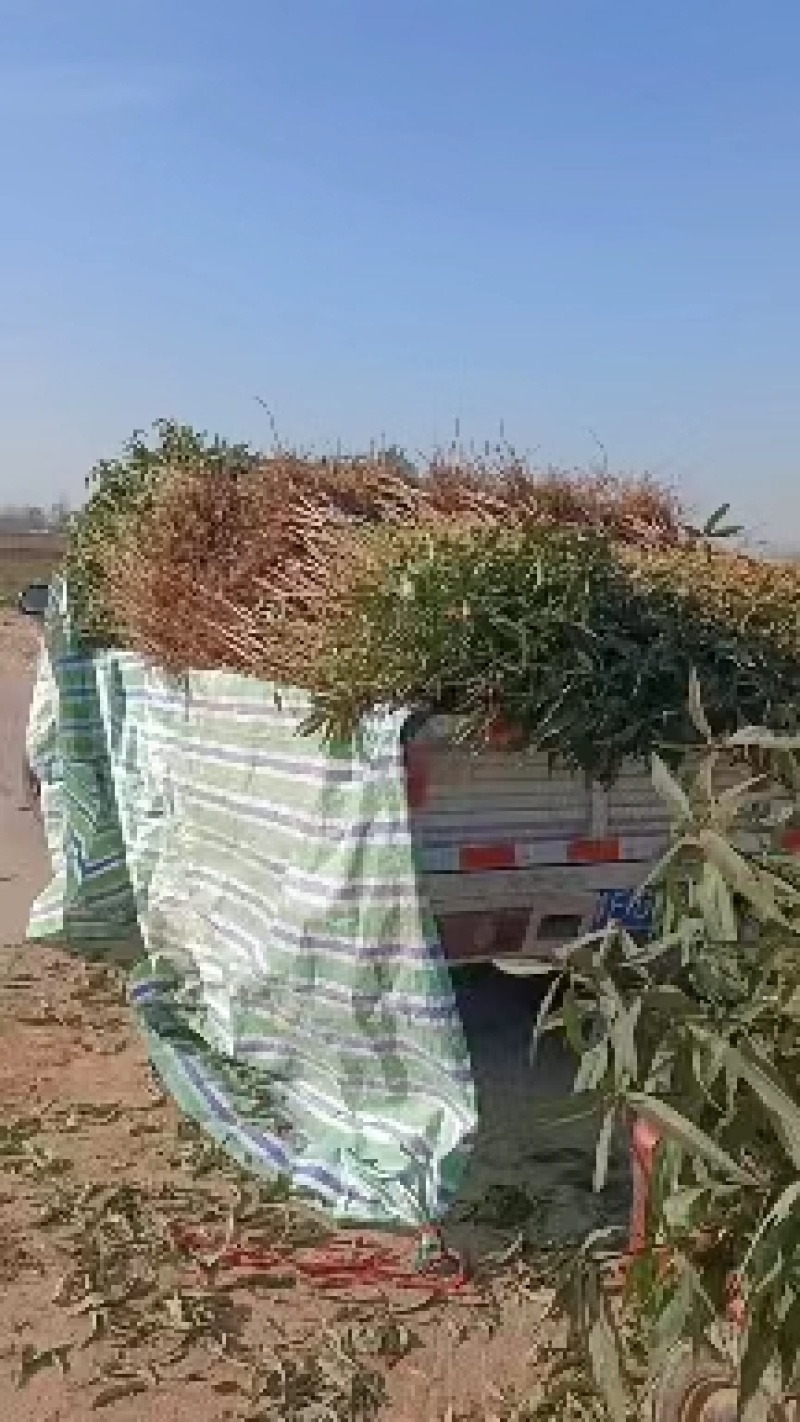 桃树苗，中油丹玉基地供应50起批价格优惠欢迎咨询采购