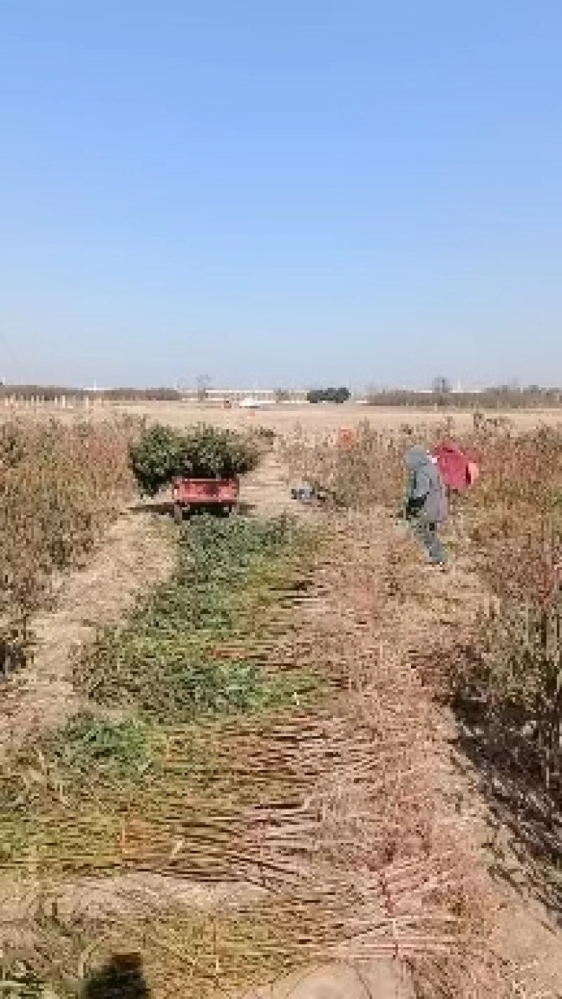 桃树苗，中油丹玉基地供应50起批价格优惠欢迎咨询采购