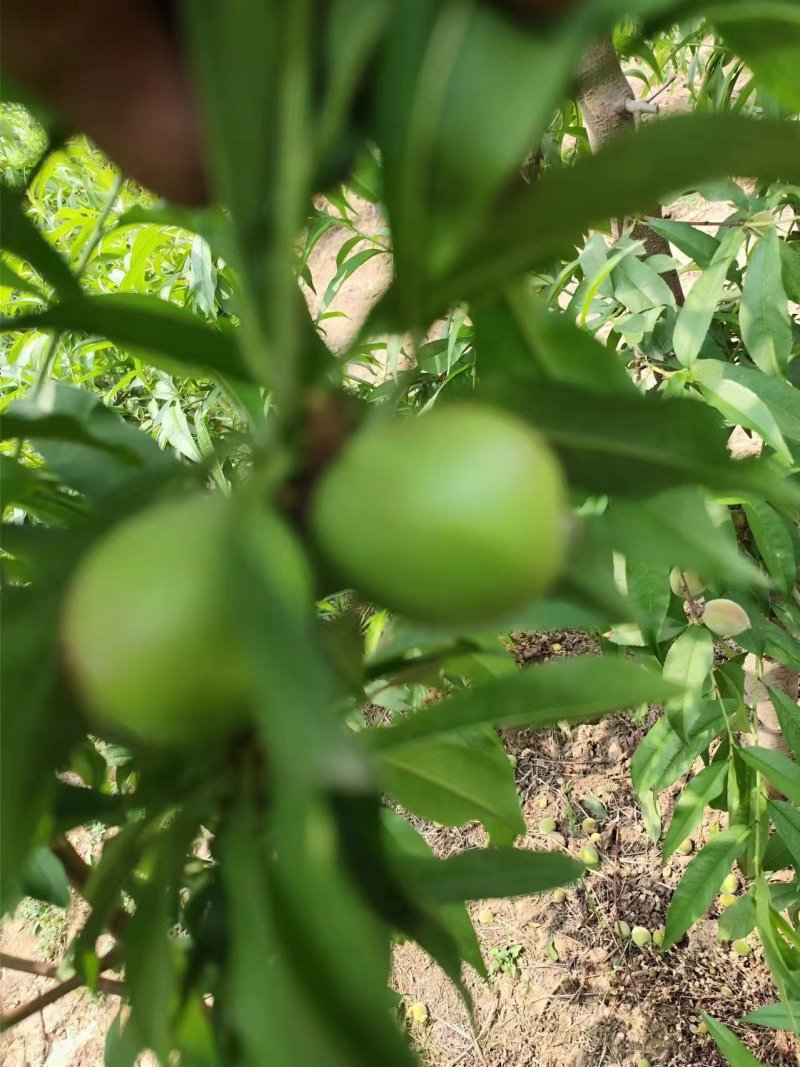 桃树苗，中油丹玉基地供应50起批价格优惠欢迎咨询采购