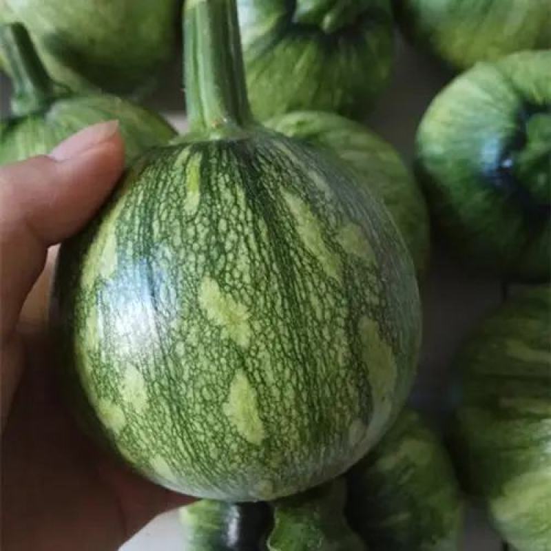 【热款】小南瓜嫩南瓜南瓜产地一手货源质量保证
