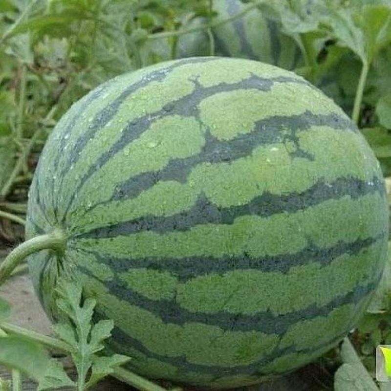 甜王大量上市质量保证老板们赶紧联系团队专诚信经营