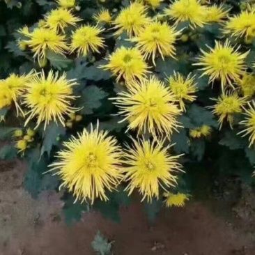 大菊花