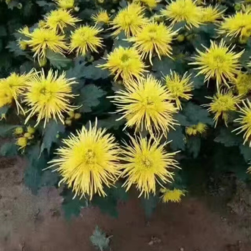 大菊花